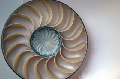 Illustration involute - Image 1