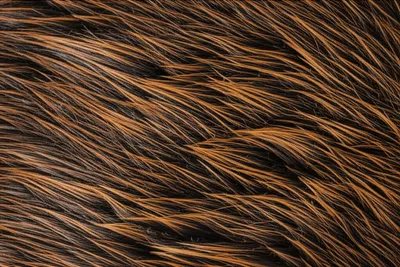 Illustration beaver - Image 1