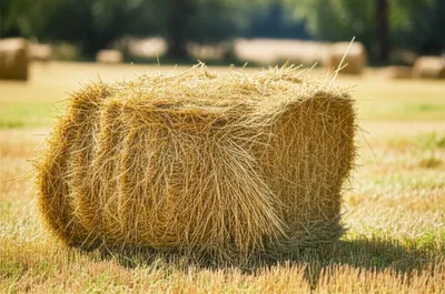 Illustration cock - Image 1