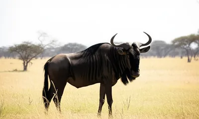 Illustration gnu - Image 1