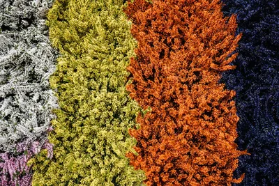 Illustration flowerbeds - Image 2