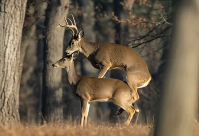 Illustration bucked - Image 1