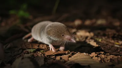 Illustration shrew - Image 1