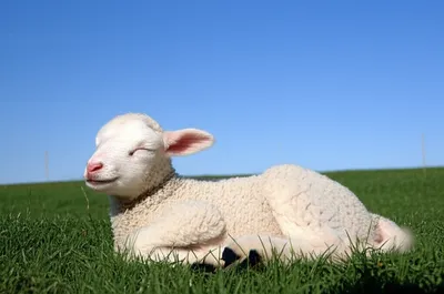 Illustration monstrosity