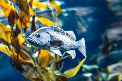 Hình ảnh minh họa rockfish - Ảnh 2