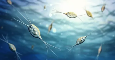 Illustration dinoflagellate