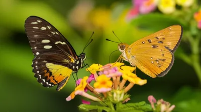 Illustration darters - Image 1