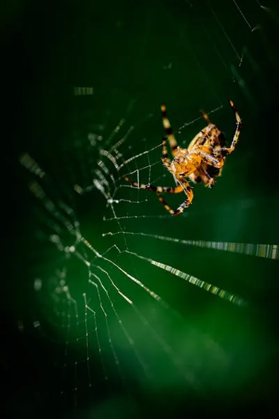 Illustration trapping - Image 2