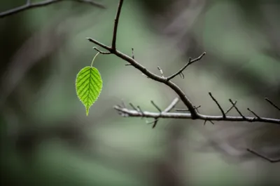 Illustration lf - Image 1