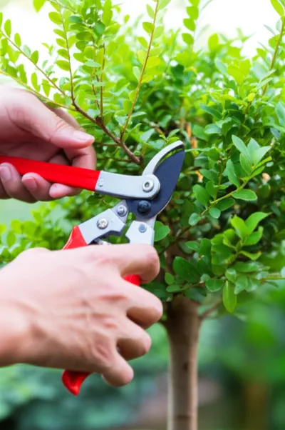 Illustration polled - Image 1