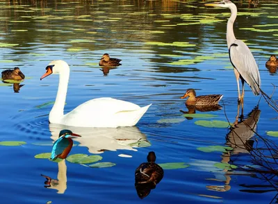 Illustration waterbirds