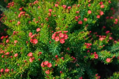 Illustration henna - Image 1