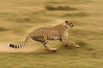 Illustration scream - Image 1