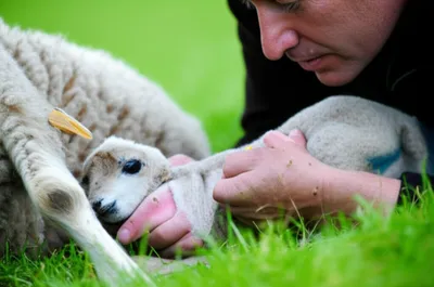 Illustration lamb - Image 1