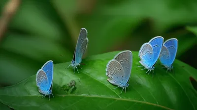 Illustration quaker - Image 1