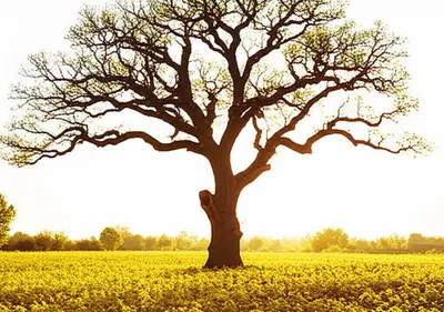 Illustration scions - Image 1