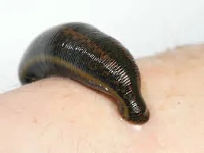 Illustration leech - Image 2