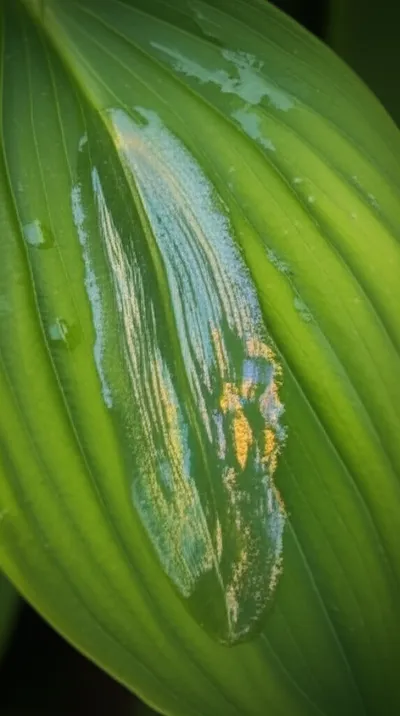 Illustration mucilaginous