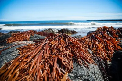 Illustration dulse - Image 1
