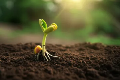 Illustration initialisation - Image 1