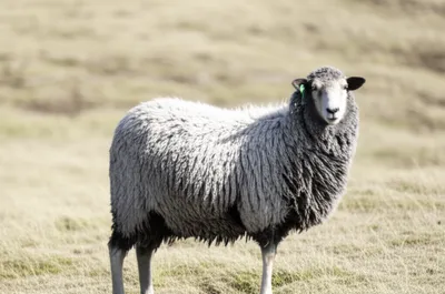 Illustration crone - Image 1