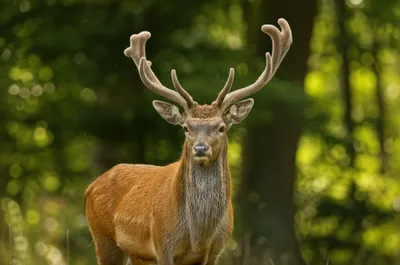 Illustration spade - Image 1