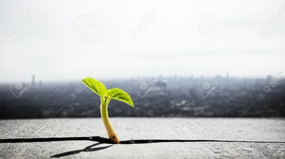 Illustration pennyworth - Image 1