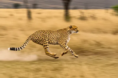 Illustration scuds - Image 1