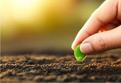 Illustration seeded - Image 1