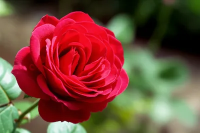 Illustration essences - Image 1