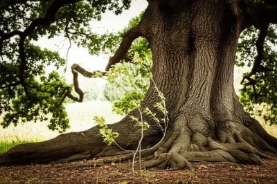 Illustration younger - Image 1