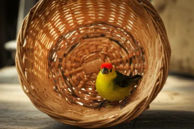 Illustration hemmed - Image 1