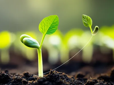 Illustration selves - Image 1