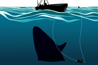 Illustration shark - Image 1