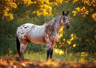 Illustration dappled - Image 1