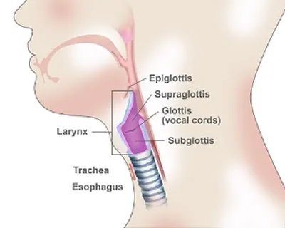 Illustration larynx - Image 2