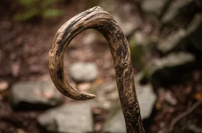 Illustration hawked - Image 1