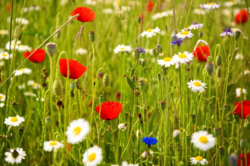 Визуальная иллюстрация слова «naturally» - Естественно, натурально