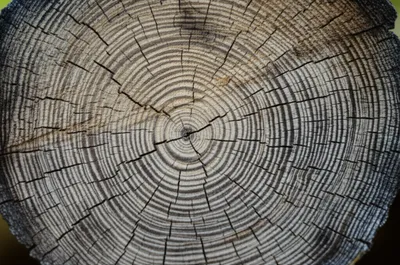 Illustration annular - Image 1