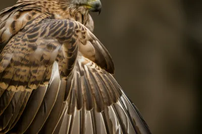 Illustration pinion - Image 1