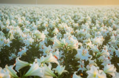 Illustration virgin - Image 1