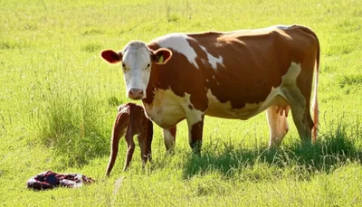 Illustration cleaning - Image 1