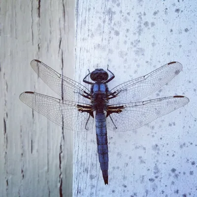 Illustration dragonfly - Image 2