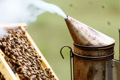 Illustration smoker - Image 1