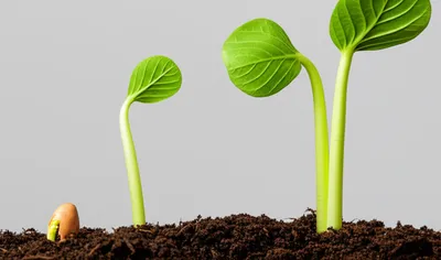 Illustration redouble - Image 1