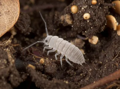 Illustration collembola