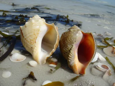 Illustration winkle - Image 1