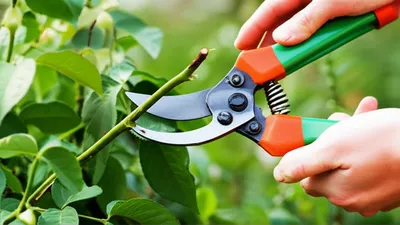 Illustration lops - Image 1