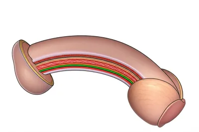 Illustration chubby - Image 1