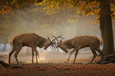 Illustration rutted - Image 1